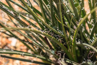 Bir sürü dikenli ve yapraklı bir bitki. Yapraklar yeşil, dikenler kahverengi.