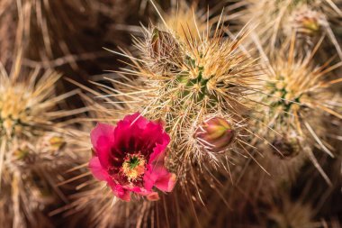 Kırmızı bir çiçek kaktüsün üzerinde. Çiçek dikenlerle çevrilidir ve kahverengi olmayan tek şeydir.