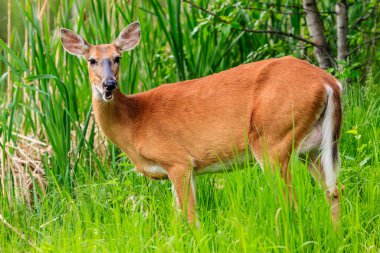 Bir geyik uzun otların arasında duruyor. Geyik kahverengi ve beyazdır.