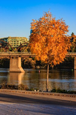 Portakal yapraklı bir ağaç bir köprünün önündedir. Köprü nehrin üzerinde. Huzurlu ve huzurlu bir sahne.