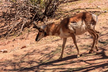 Bir geyik, kahverengi ve beyaz bir ceketle çölde yürüyor. İmajın yalnızlık ve yalnızlık havası var.