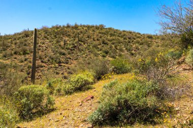 Uzun bir kaktüsü ve küçük bir çalısı olan çöl manzarası. Resmin huzurlu ve huzurlu bir havası var.