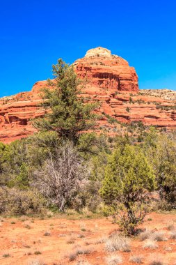 Kayalık bir yamaçta bir ağaç büyüyor. Tepe kırmızı kayalarla kaplı ve gökyüzü açık ve mavi