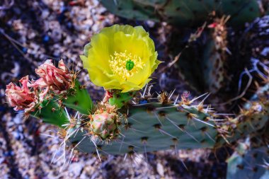 Yeşil merkezli sarı bir çiçek kaktüsün üzerinde oturur. Çiçek dikenlerle çevrilidir, bu da ona dikenli bir görünüm verir. Bir çiçek gibi dayanıklılık ve güç kavramı.