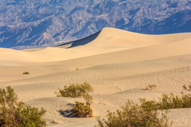 Önünde küçük bir ağaç olan bir çöl manzarası. Gökyüzü açık ve güneş parlıyor.