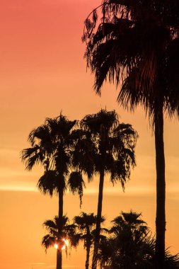 Güneş yaprakların arasından parlarken palmiye ağaçlarının üzerinde gün batımı. Gökyüzü turuncu ve pembe