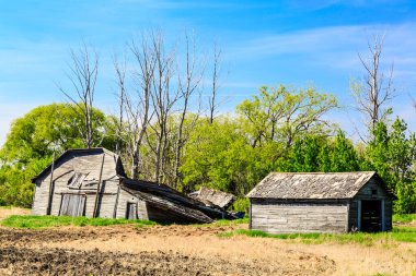 Harap olmuş eski bir ahır, arka planda birkaç ağaç ve küçük bir kulübenin olduğu bir tarlada oturuyor.