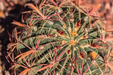 A cactus with red and yellow flowers. The cactus is surrounded by brown dirt