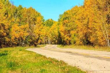 Her iki tarafında ağaçlar ve açık mavi bir gökyüzü olan bir yol. Yol boş ve ağaçlar yapraklarla dolu.