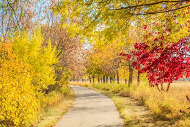 Ağaçların ve yaprakların olduğu parkta bir patika. Yapraklar sarı ve kırmızı