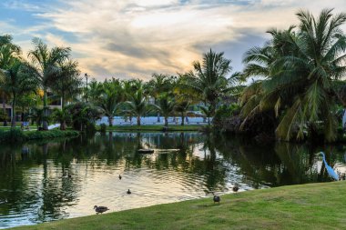 Ördekli bir gölet ve çimlerin üzerinde bir kuş. Gökyüzü bulutlu ve güneş batıyor.
