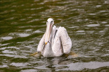 Bir pelikan bir su kütlesi içinde yüzüyor. Kuş beyaz ve uzun bir gagası var.