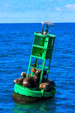 Üzerinde bir grup fok olan yeşil bir şamandıra. Şamandıra okyanusta yüzüyor.