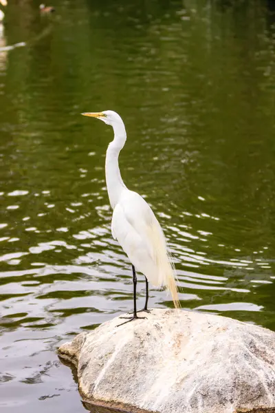 Beyaz bir kuş bir su kütlesindeki bir kayanın üzerinde duruyor. Kuş bir balıkçıl, ve suyun üzerine bakıyor. Sahne huzurlu ve huzurlu, kuşun görüntünün odak noktası olduğu