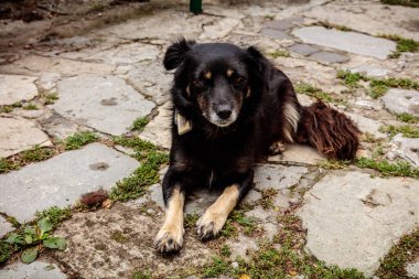 Kahverengi ve beyaz yüzlü siyah bir köpek taş bir verandada yatıyor. Köpek kameraya bakıyor.