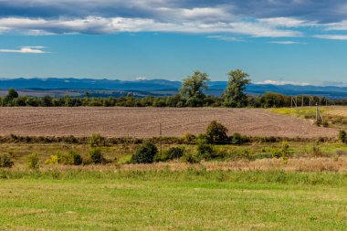 Arka planda birkaç ağaç olan bir çim tarlası. Gökyüzü mavi ve güneş parlıyor.
