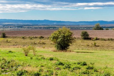 Bir tarlanın ortasında bir ağaç var. Gökyüzü mavi ve güneş parlıyor.