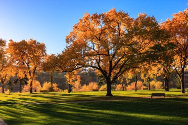 Ortasında büyük bir ağaç ve etrafında birkaç bank olan bir park. Ağaç yapraklarla dolu ve gökyüzü mavi.