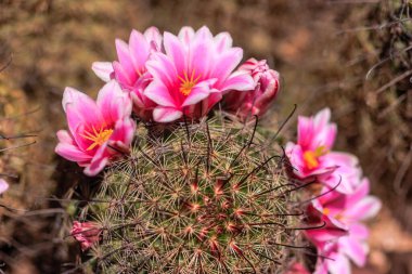 Sarı merkezli pembe çiçek kümesi. Çiçekler yeşil ve kahverengi bir bitkiyle çevrilidir.