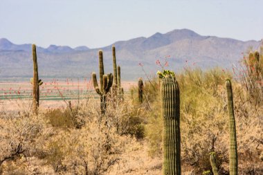 Arkasında birkaç kaktüs ve dağ olan bir çöl manzarası. Kaktüsler uzun ve sivri, çöl ise kuru ve çorak. Sahne yalnızlık ve yalnızlıktır.