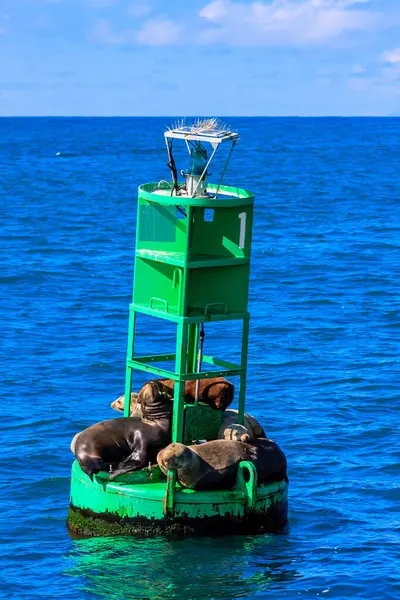 Üzerinde ışık olan yeşil bir şamandıra okyanusta duruyor. Bir grup fok şamandırada dinleniyor.
