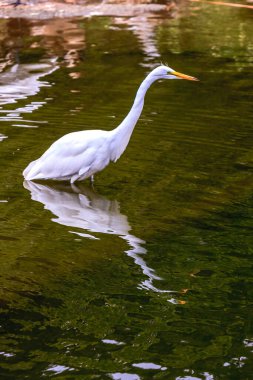 Suda beyaz bir kuş duruyor. Kuş bir vinçtir. Su yeşil.