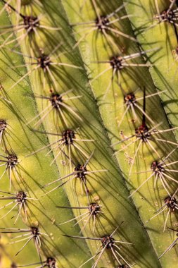 Bir sürü dikenli kaktüsün yakın çekimi. Dikenler kahverengi, kaktüs yeşildir.