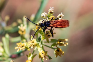 Büyük siyah ve turuncu bir böcek sarı bir çiçeğin üzerinde oturuyor. Böcek büyüktür ve siyah bir kafası ve turuncu kanatları vardır.