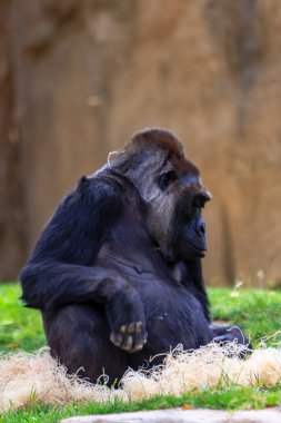 Hayvanat bahçesindeki çimlerin üzerinde bir goril oturuyor. Goril kameraya bakıyor ve rahatlıyor.