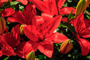 Yeşil yapraklı bir demet kırmızı çiçek. Çiçekler tamamen çiçek açmış ve çok parlaklar.