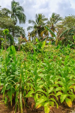 Arka planda birkaç palmiye ağacı olan yemyeşil bir tarla. Bitkiler uzun ve yeşildir, ve palmiye ağaçları uzaktadır. Tarla mısır da dahil olmak üzere çeşitli bitki türleriyle dolu.