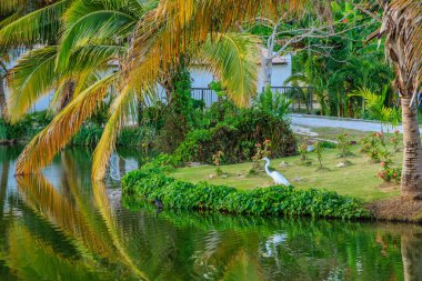 Arka planda palmiye ağaçları olan bir kuş gölde duruyor. Huzurlu ve huzurlu bir sahne.