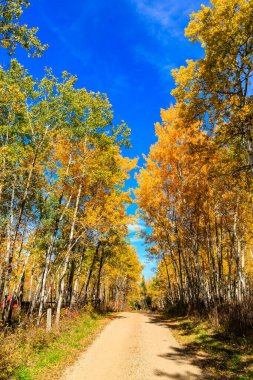 Her iki tarafında ağaçlar ve mavi bir gökyüzü olan bir yol. Ağaçlar yapraklarla dolu ve gökyüzü temiz.
