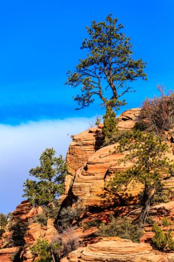 Kayalık bir yamaçta bir ağaç büyüyor. Gökyüzü açık ve mavi. Sahnede yaşayan tek canlı ağaç.