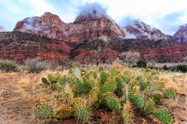 Önünde büyük bir kaktüs bitkisi olan bir çöl manzarası. Gökyüzü bulutlu ve arka plandaki dağlar bulutlarla kaplı.