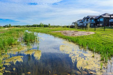 Bir sürü yabani otun ve arka planda birkaç evin olduğu bir gölet. Gölet bulanık ve su yeşil.