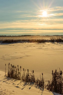 Üzerinde güneş parlayan uzun otların olduğu bir tarla. Güneş batıyor ve gökyüzü mavi ve turuncu karışımı.