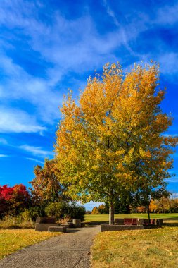 Sarı yapraklı bir ağaç bir bankta ve bir patikada. Gökyüzü mavi ve bazı bulutlar var.