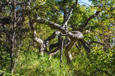 Bükülmüş gövdesi olan bir ağaç yeşil çimlerle çevrilidir. Ağaç uzundur ve bir sürü dalları vardır. Çimler yemyeşil ve yemyeşil, ve ağaç görüntünün ana odak noktası.