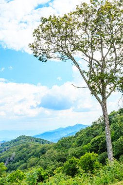 Üzerinde açık mavi gökyüzü olan yemyeşil bir ormanda bir ağaç duruyor. Sahne huzurlu ve sakin, arka planda dağ sıraları sükunet duygusunu artırıyor.