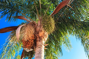 İçinde bir sürü meyve olan bir palmiye ağacı. Meyve olgunlaştı ve toplanmaya hazır.