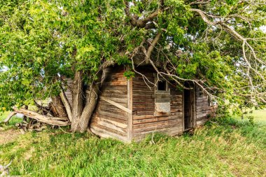 Küçük, eski, ahşap bir evde büyüyen bir ağaç. Ev çimlerle çevrili ve o terk edilmiş.