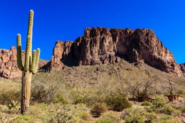 Arka planda bir dağ olan bir kaktüs çölde duruyor. Sahne huzurlu ve huzurlu. Bölgede yaşayan tek canlı kaktüs.