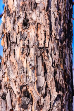 Kabuğu soyulmuş bir ağaç gövdesi. Ağaç kabuğu kahverengi ve bir sürü deliği var.