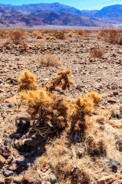 Önünde küçük bir bitki olan bir çöl manzarası. Çöl çorak ve kayalık, yaşam belirtisi yok.