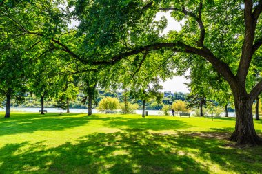Ortasında büyük bir ağaç olan bir park. Ağaç çimlerin üzerine gölge düşürüyor.