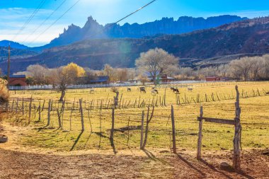 Çitleri ve birkaç ineğin otladığı kırsal bir arazi. Güneş ışıl ışıl parlıyor, sıcak ve davetkar bir atmosfer yaratıyor.