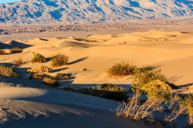 Arkasında birkaç ağaç ve dağ olan bir çöl manzarası. Güneş batıyor, sahne üzerine sıcak bir parıltı saçıyor.