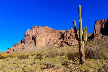 Arka planda mavi gökyüzü olan bir kaktüs çölde duruyor. Manzara huzurlu ve huzurlu. Kaktüs, uçsuz bucaksız, boş arazide yaşayan tek canlı.