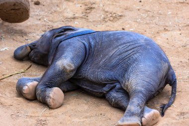 A baby elephant is laying on the ground. It is wearing a blue collar. The elephant is sleeping clipart